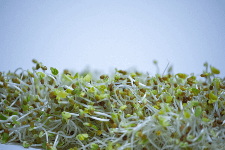 Wild About Sprouts