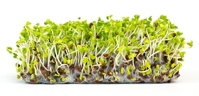 Wild About Sprouts