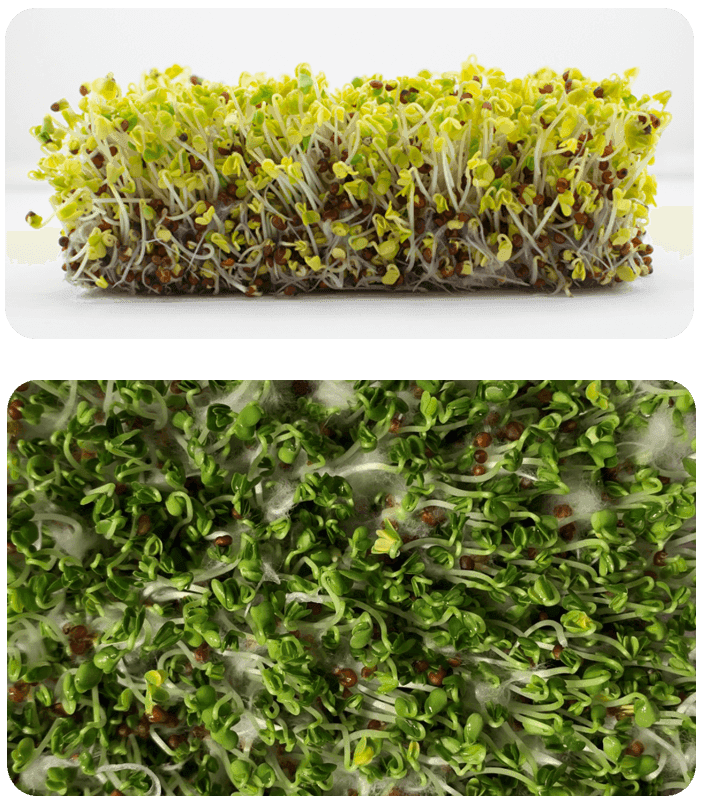 Wild About Sprouts