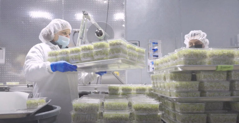 Tiny Sprouts Provide Big Nutrition