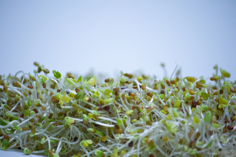 Broccoli sprouts have more nutritional value than mature broccoli