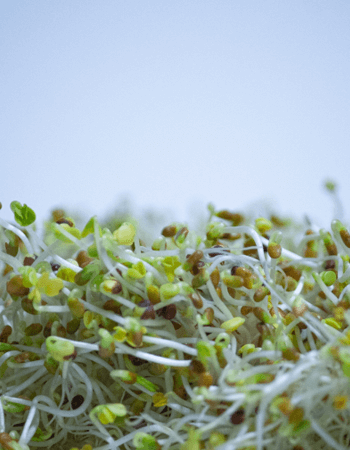 Broccoli sprouts have more nutritional value than mature broccoli